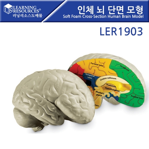 LER1903 ü  ܸ  Soft Cross-Section Human Brain Model