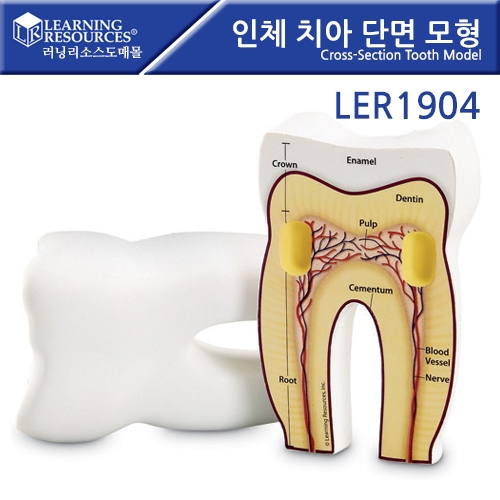 LER1904 ü ġ ܸ  Cross-Section Tooth Model