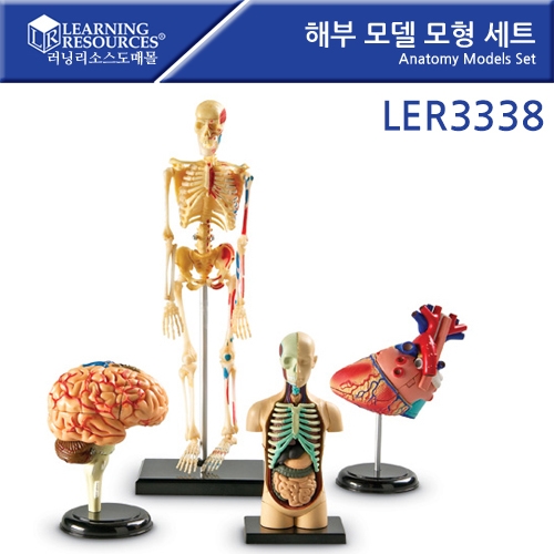 LER3338 غ   Ʈ Anatomy Models Set
