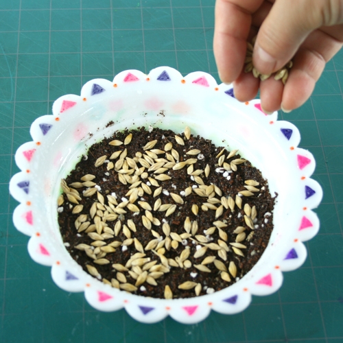 [탑키드] 새싹 보리 키우기 (5인용)