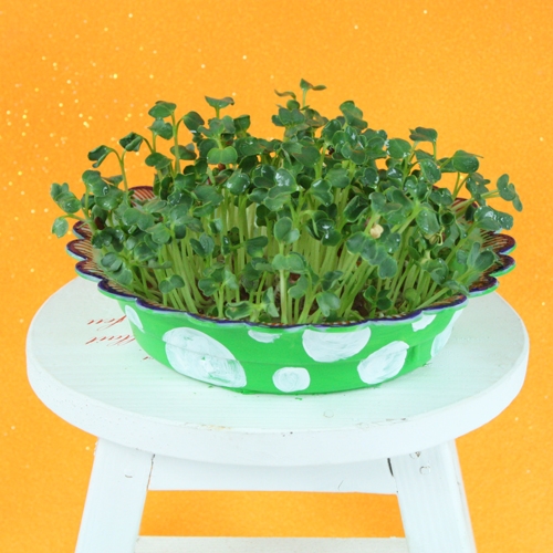 [탑키드] 새싹 보리 키우기 (5인용)