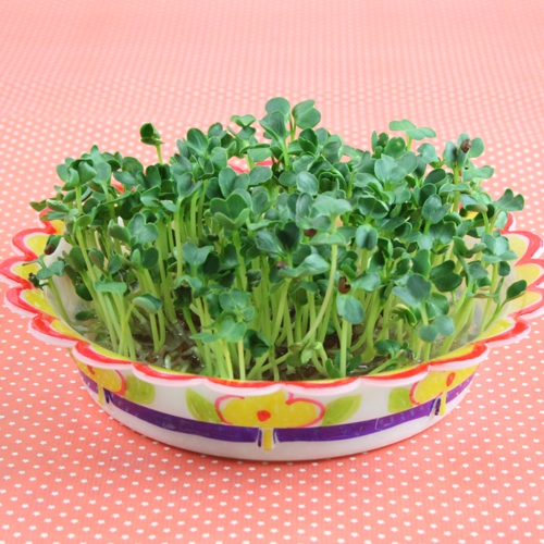 [탑키드] 새싹 보리 키우기 (5인용)