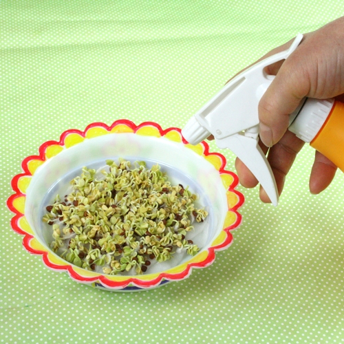 [탑키드] 새싹채소 무순 키우기 (5인용)