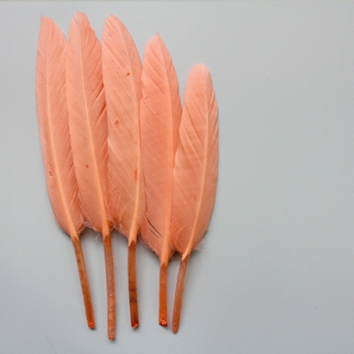 오렌지리틀깃털_10p