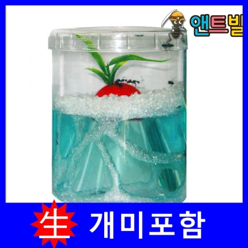 [관찰스쿨] 개미가 들어있는 앤트빌