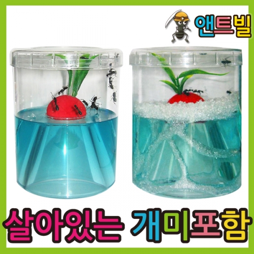 [관찰스쿨] 개미가 들어있는 앤트빌