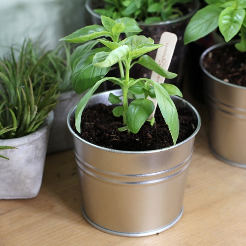 씨드스푼_스위트바질