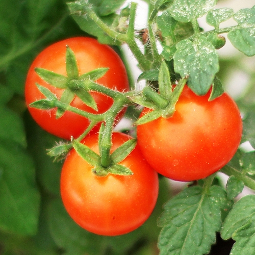 씨드스푼_방울토마토