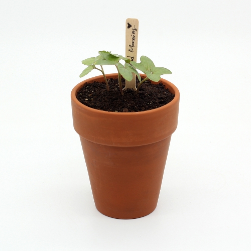 씨드스푼_나팔꽃