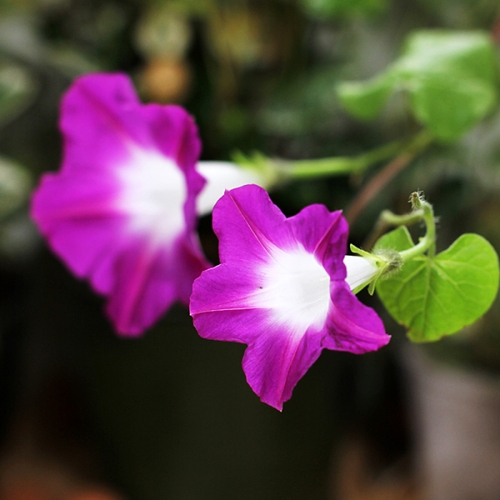 씨드스푼_나팔꽃