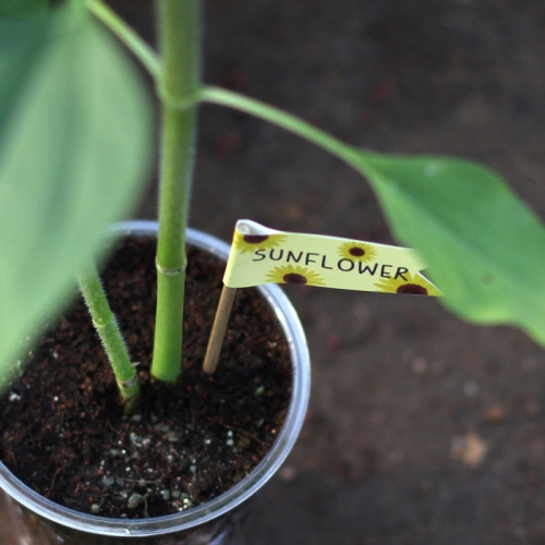 씨드깃발_미니해바라기