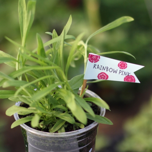 씨드깃발_패랭이꽃