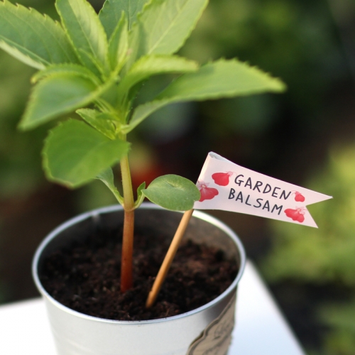 씨드깃발_봉선화