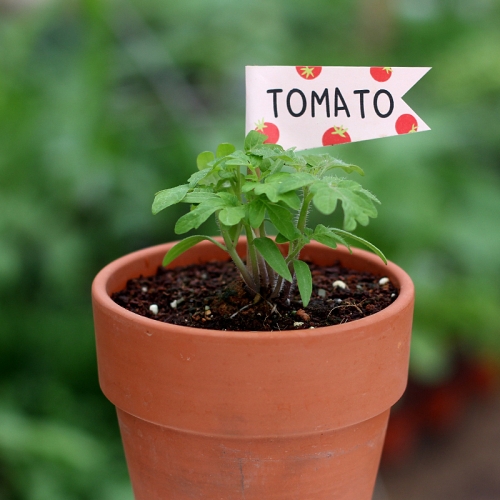 씨드깃발_방울토마토