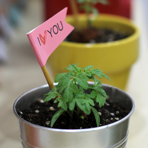 씨드깃발_방울토마토