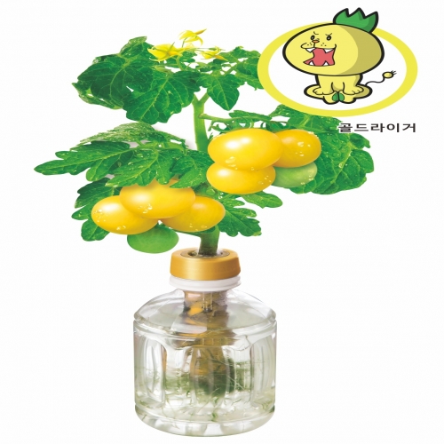 황금토마토 / 펫트 식물키우기
