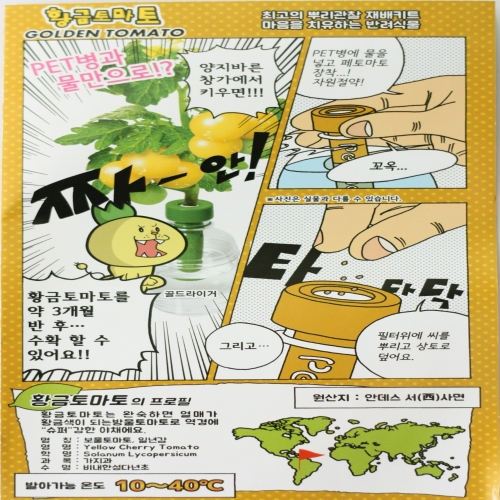 황금토마토 / 펫트 식물키우기