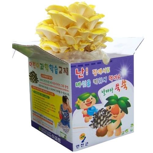 [연천조합] 학습용 느타리버섯 키우기/자연관찰/식목일