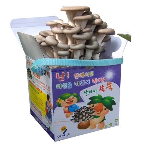 [연천조합] 학습용 노랑 느타리버섯 키우기/자연관찰/식목일