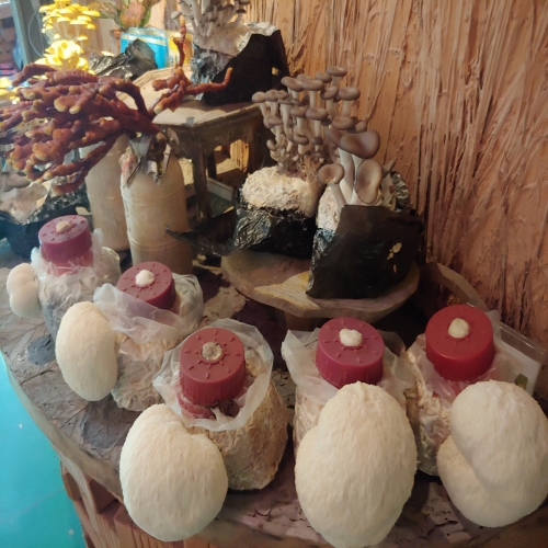 [연천조합] 학습용 노루궁뎅이버섯 키우기/자연관찰/식목일