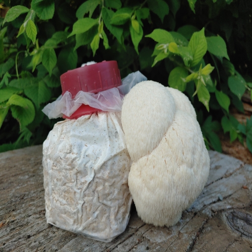 [연천조합] 학습용 노루궁뎅이버섯 키우기/자연관찰/식목일