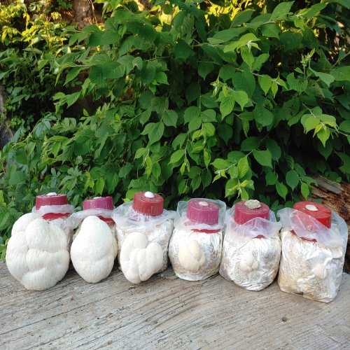 [연천조합] 학습용 노루궁뎅이버섯 키우기/자연관찰/식목일