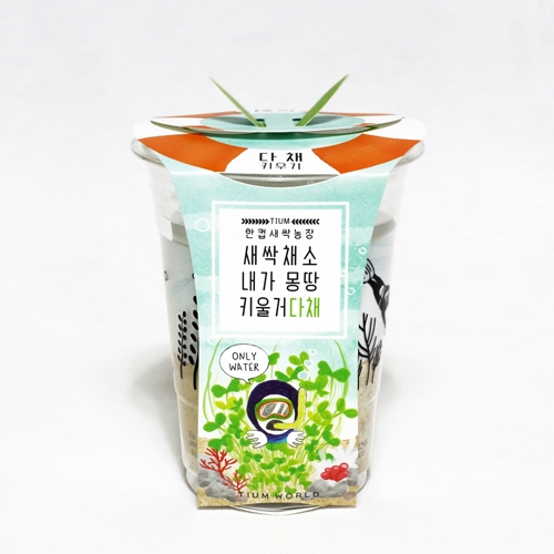 한컵새싹농장_다채키우기