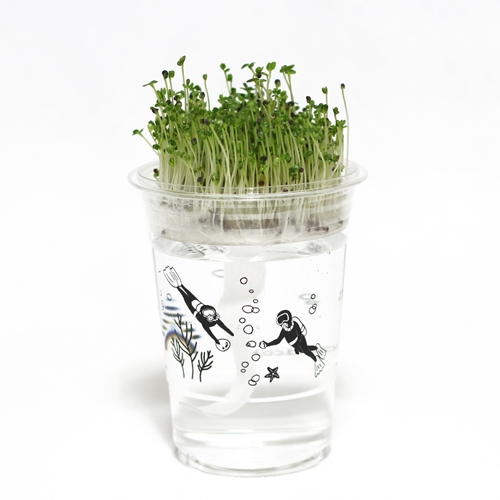 한컵새싹농장_다채키우기