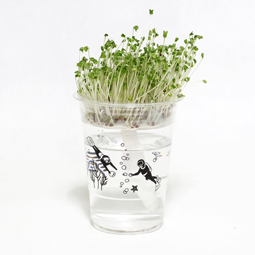 한컵새싹농장_브로콜리키우기