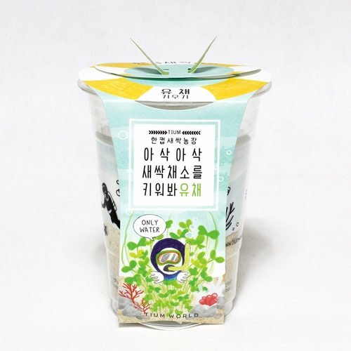 한컵새싹농장_유채키우기