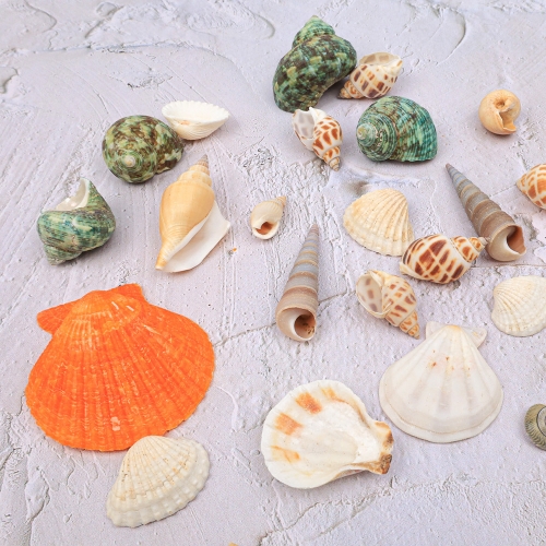 [대원피앤피] 천연 조개 세트 2종 택1 여름 만들기 꾸미기 재료(통/덕용)