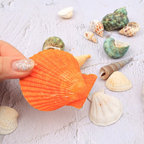 [대원피앤피] 천연 조개 세트 2종 택1 여름 만들기 꾸미기 재료(통/덕용)