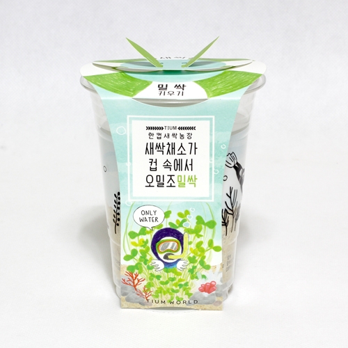 한컵새싹농장_밀싹키우기