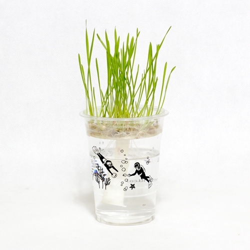 한컵새싹농장_밀싹키우기