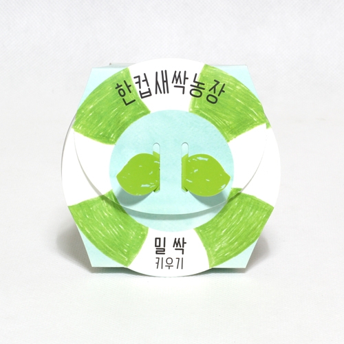 한컵새싹농장_밀싹키우기