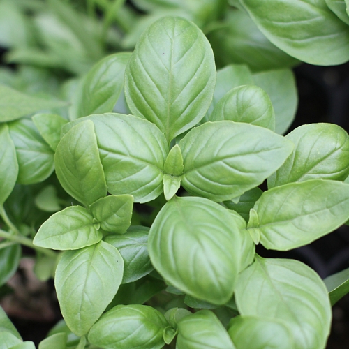 컵가든_스위트바질 키우기세트