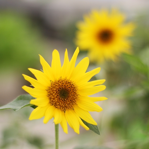 컵가든_미니해바라기 키우기세트