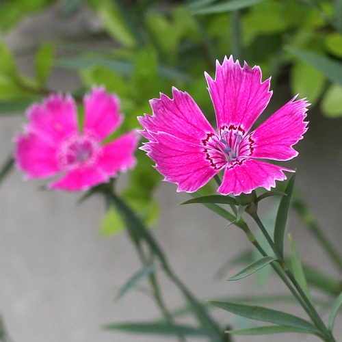 컵가든_패랭이꽃 키우기세트