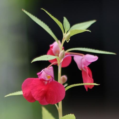 new그로우캔_봉선화 키우기세트