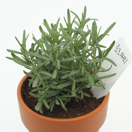 내 곁의 반려식물 허브메이트_로즈마리 키우기세트