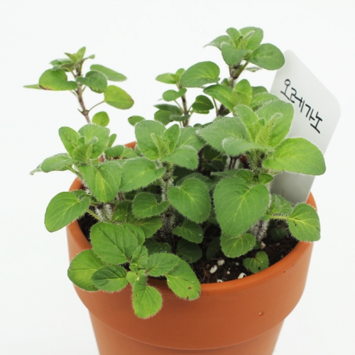 내 곁의 반려식물 허브메이트_오레가노 키우기세트