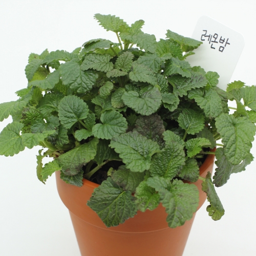 내 곁의 반려식물 허브메이트_레몬밤 키우기세트