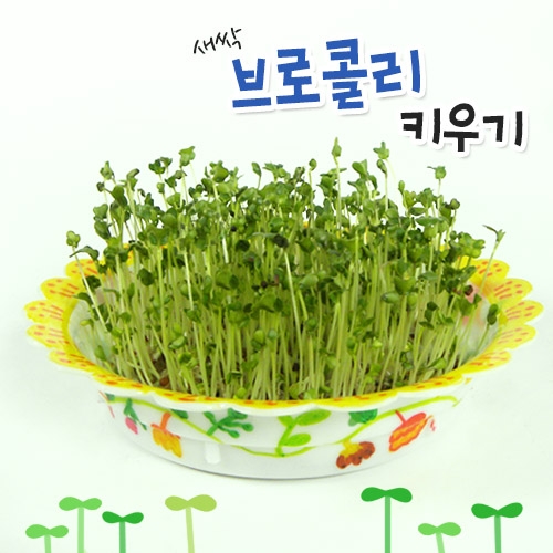 [탑키드] 새싹 브로콜리 키우기 (5인용)