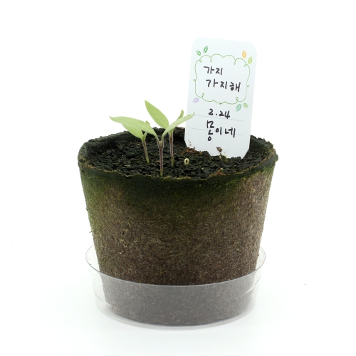 팜팜농장_가지 키우기