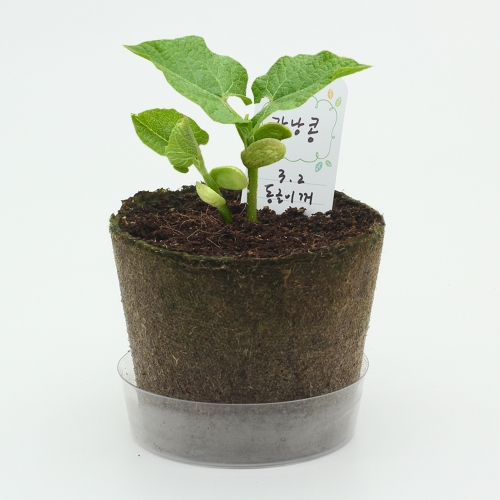 팜팜농장_강낭콩 키우기