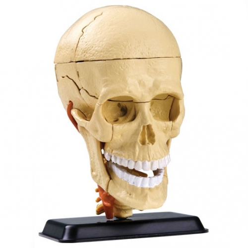 Ӹغθ