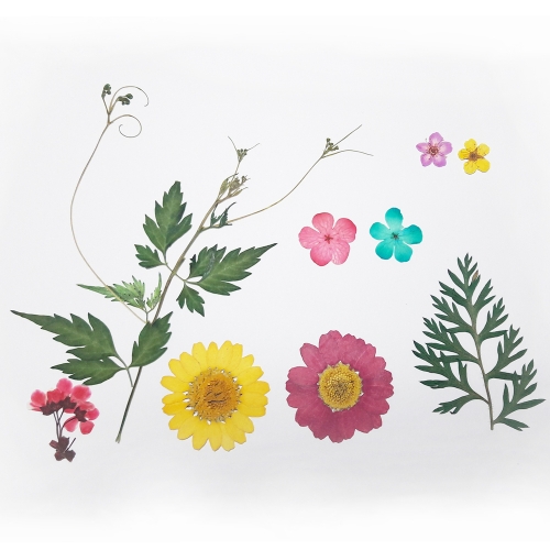 압화 누름꽃/압화 체험 꽃팩 _JPS-1