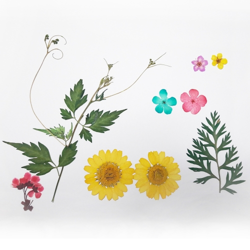 압화 누름꽃/압화 체험 장미꽃팩 _JPS-2