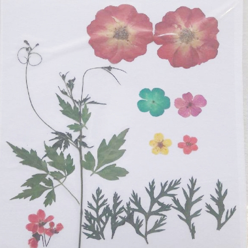 압화 누름꽃/압화 체험 장미꽃팩 _JPS-2