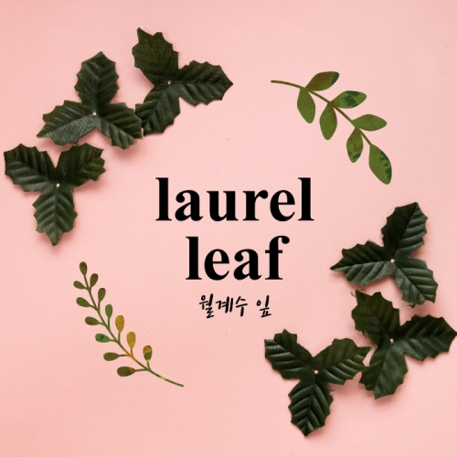월계수잎 30p